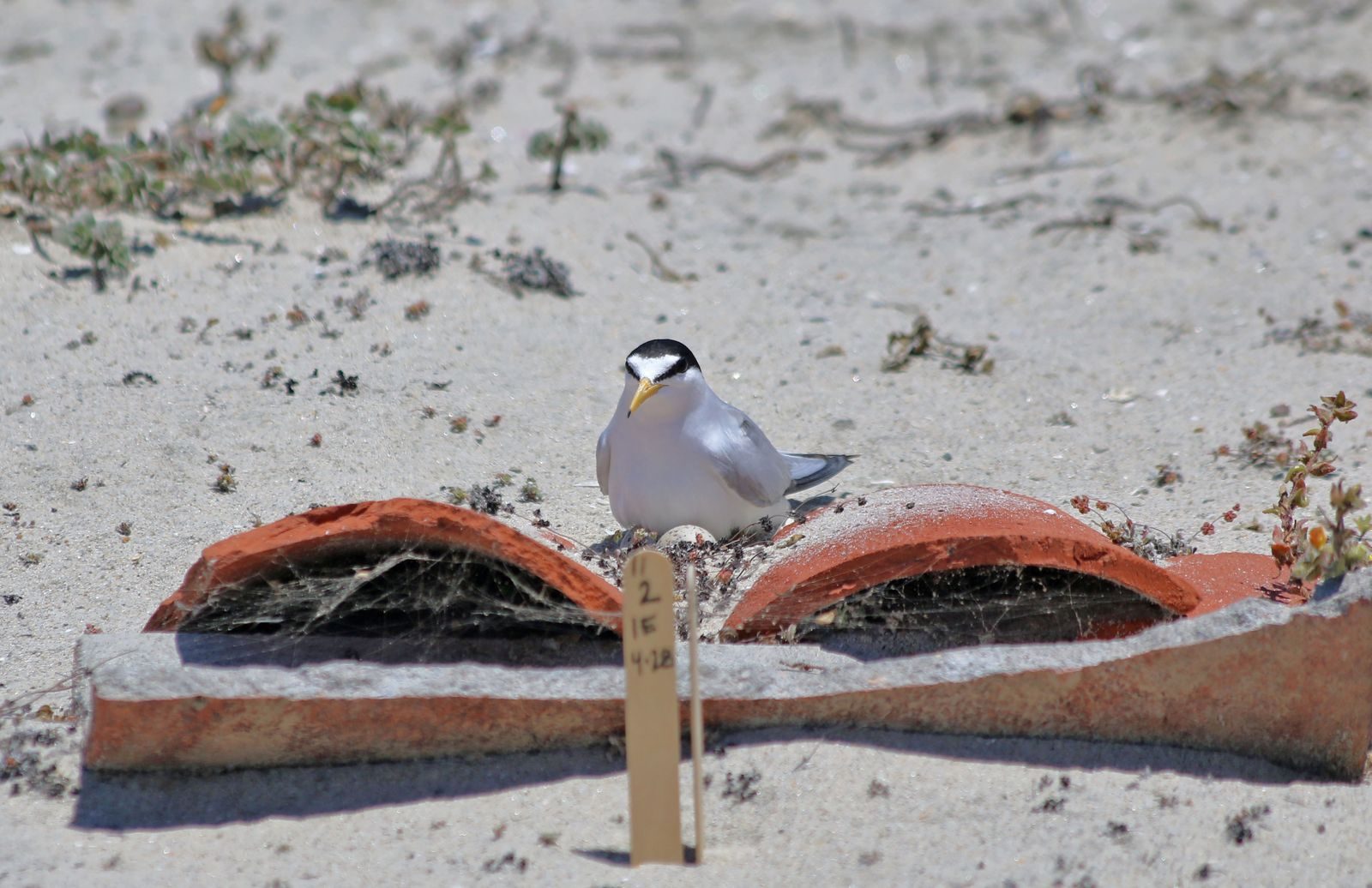A California least tern incubates its nest. The June survey at Bolsa Chica recorded 175 least tern nests.