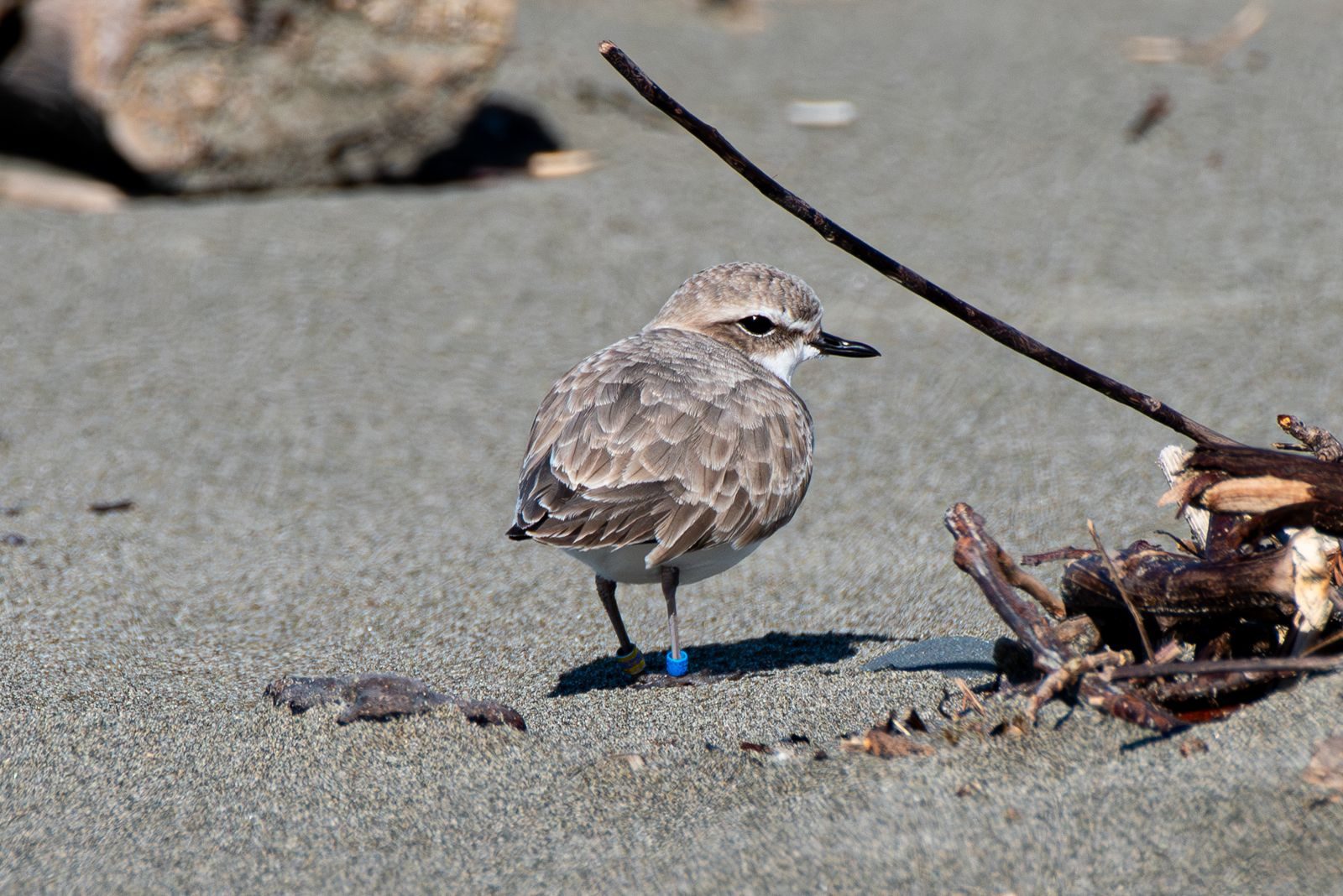 A western snowy plover on the beach. Surveyors counted 110 plover nests at the reserve this June.