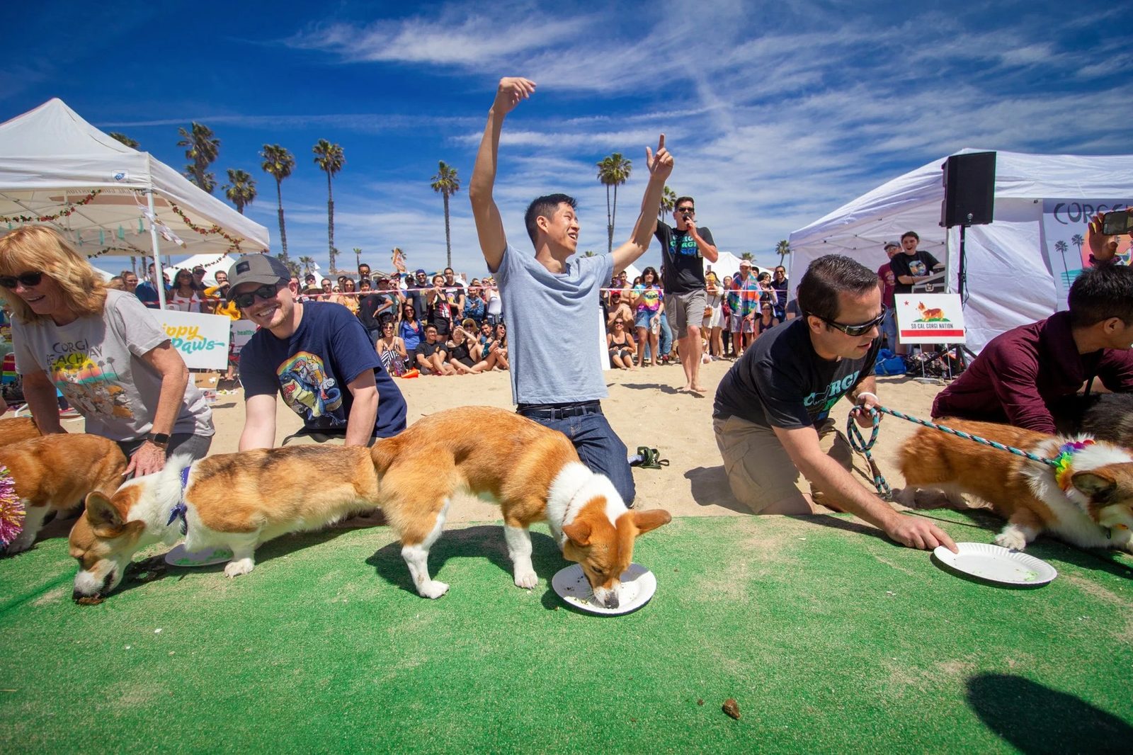 File photo: corgis dive into an eating contest on the sand at a past Corgi Beach Day. The fall edition returns to Huntington City Beach on Saturday, Oct. 24, from 10 a.m. to 3 p.m.