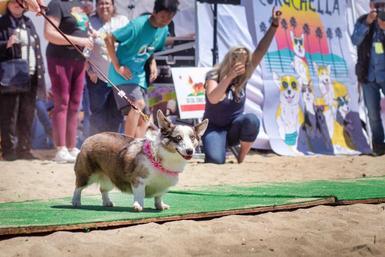 File photo: a Cardigan corgi in a flower lei walks the contest mat at a past Corgi Beach Day. Saturday contests include costume, limbo, loudest barking and Best Corgi Butt.