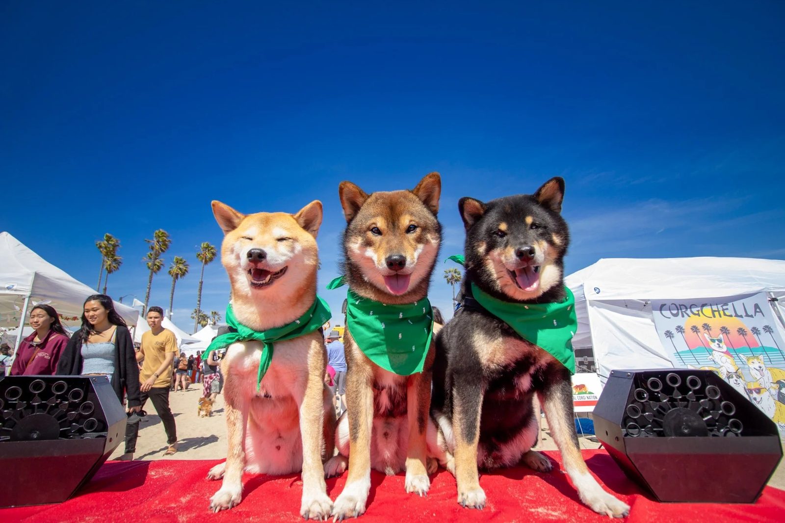 File photo: three Shiba Inus, honorary corgis, pose at a past Corgi Beach Day. Organizers say all dogs and people are welcome on Saturday, and no dog is needed to attend.