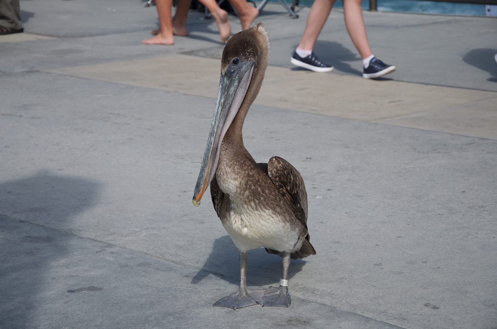 A brown pelican on the waterfront at Huntington Beach. The National Weather Service advises limiting strenuous activity to the early morning or evening while the advisory is in effect.