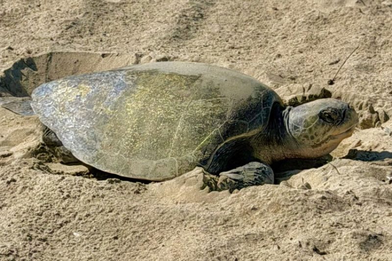 An olive ridley sea turtle on the sand near Seal Beach on September 16, 2026. NOAA Fisheries says it is the first recorded sea turtle nest of any species on the U.S. West Coast.