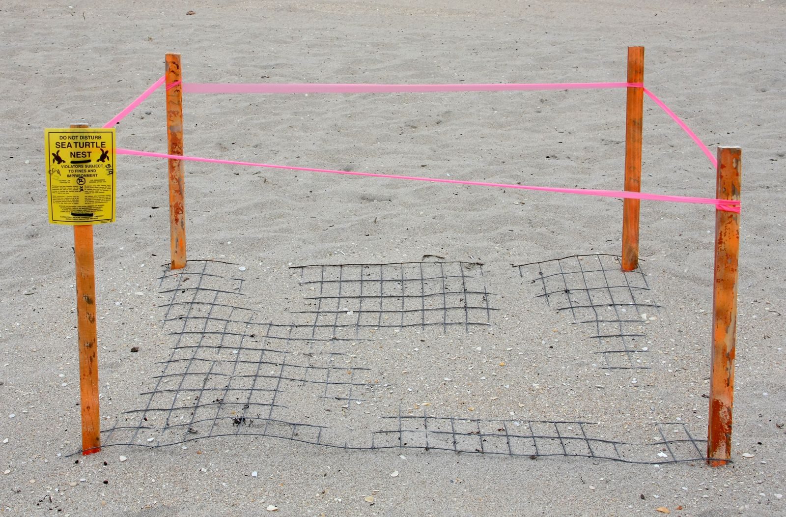 Researchers called it the first recorded natural sea turtle nesting on the U.S. West Coast.