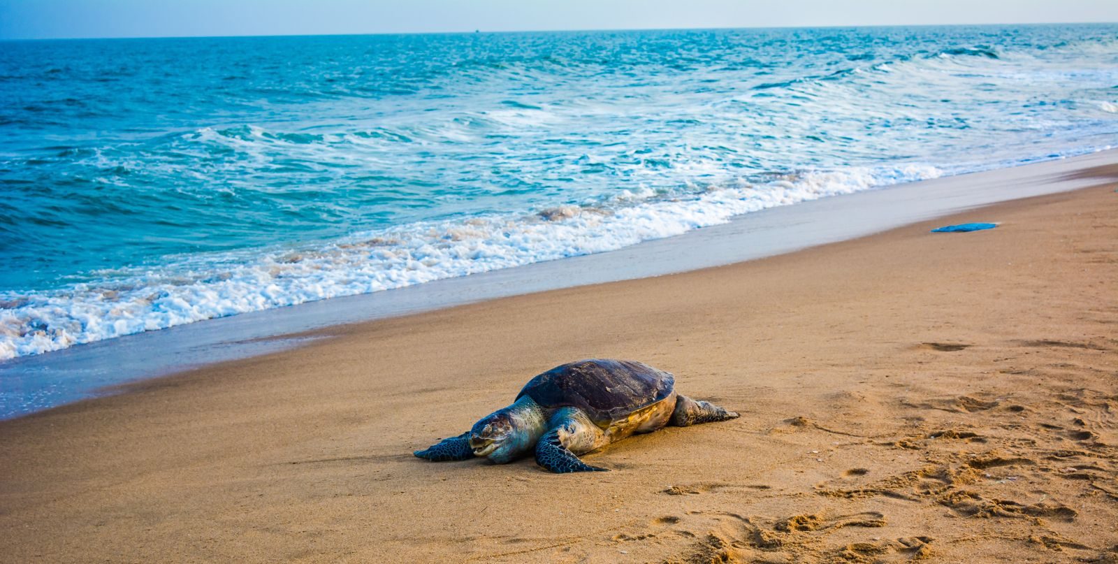 Shell-pattern analysis confirmed two turtles made the nests, researchers said.