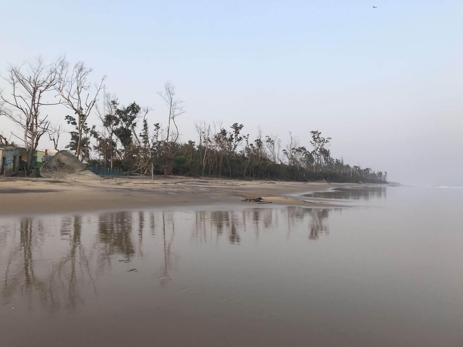 An olive ridley nesting beach at Habalikhati Island, India. On Sept. 16, an olive ridley hauled onto a beach near Seal Beach, dug a nest and laid her eggs.